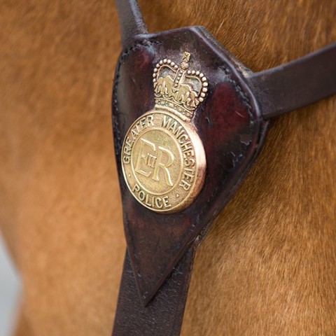 Mounted Services