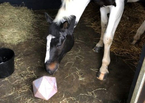 horse eating treat ball