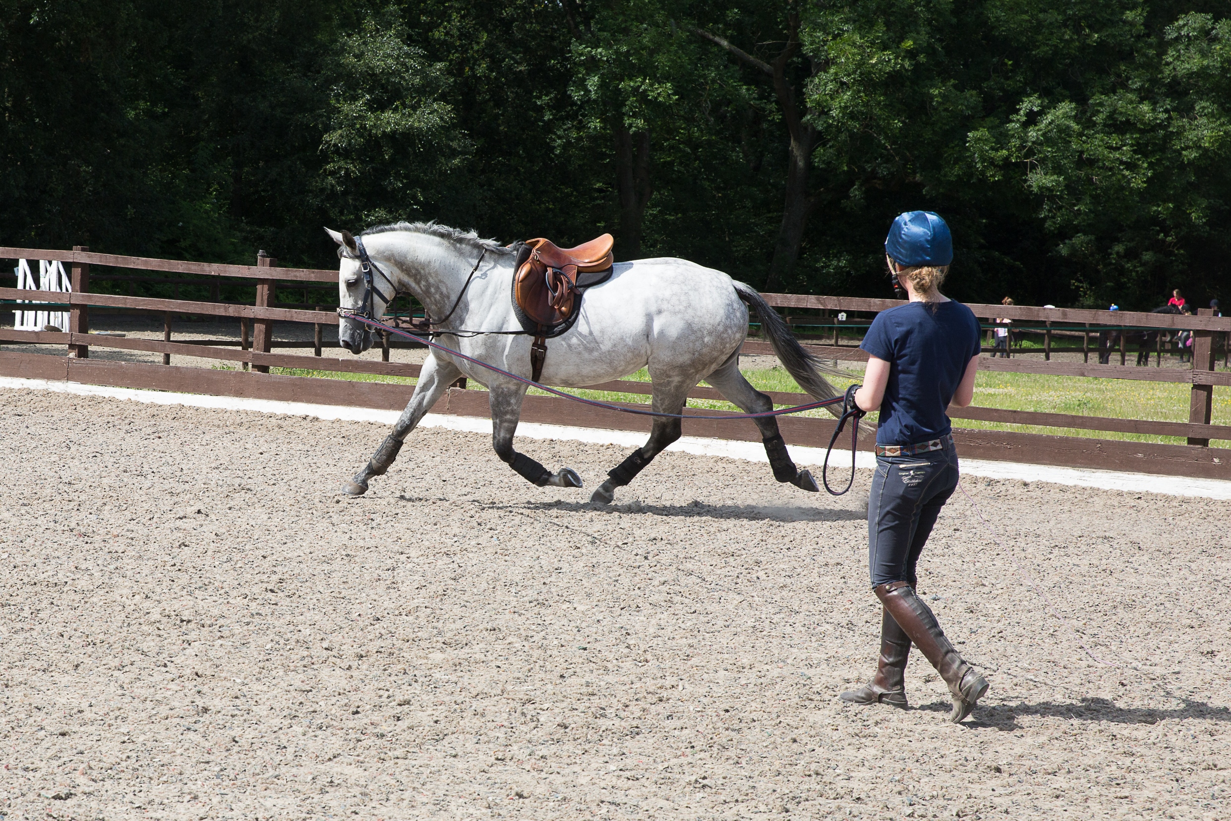 Stage 4 Senior Lunge The British Horse Society