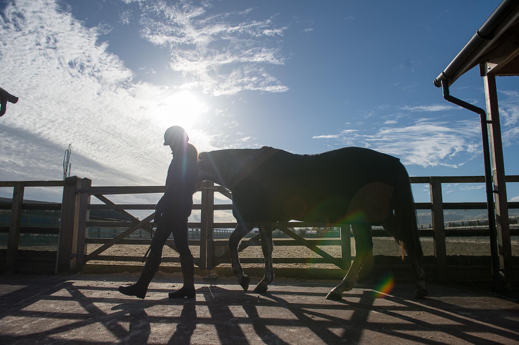 Horse Euthanasia Putting A Horse To Sleep The British Horse Society