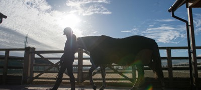 Horse Held Calmly BHS STOCK NOV2016 7753