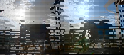 Horse Held Calmly BHS STOCK NOV2016 7753