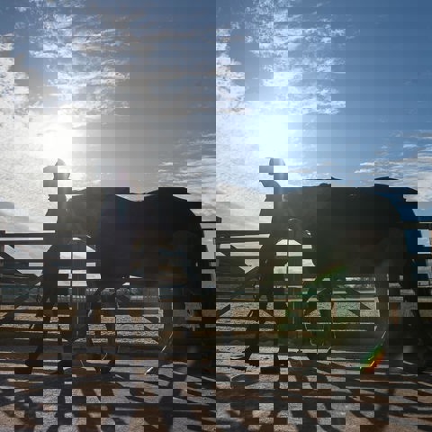 Horse Held Calmly BHS STOCK NOV2016 7753