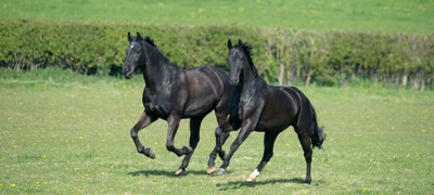 BLACK HORSES 230415 4