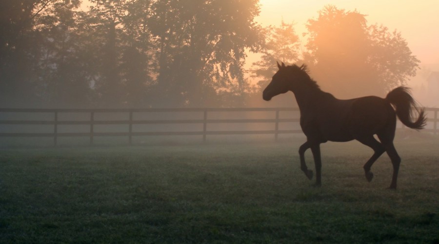 Horse In Field Sunset