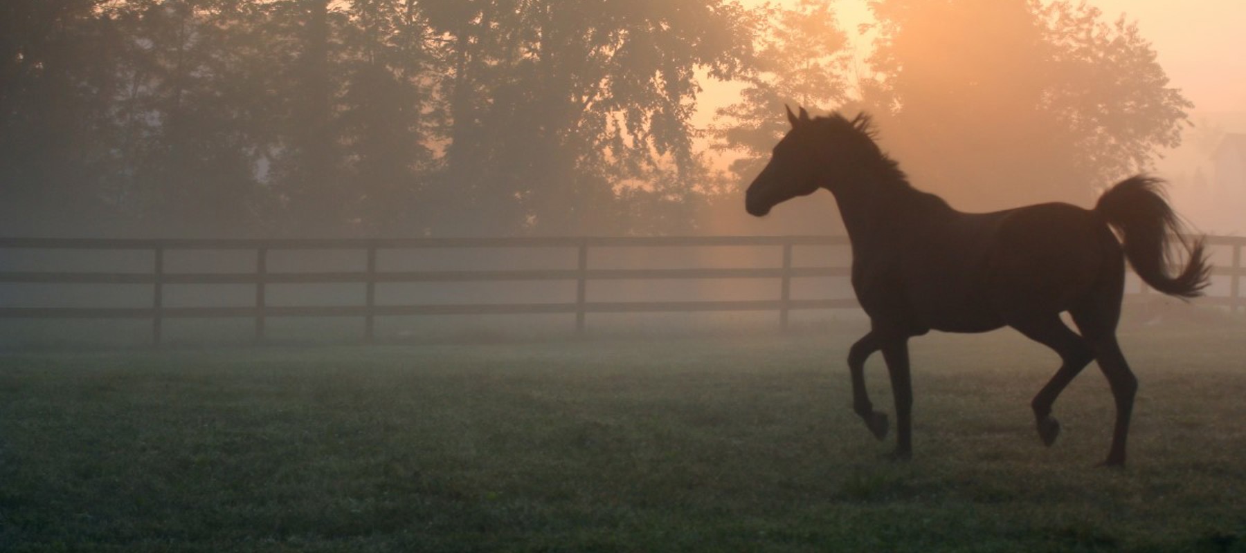 Horse In Field Sunset