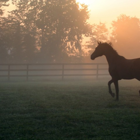 Horse In Field Sunset