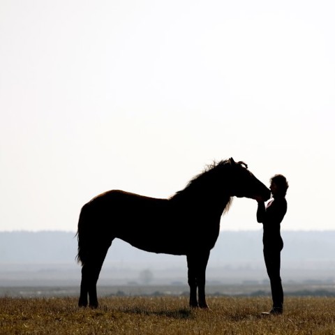 Horse And Rider In Countryside
