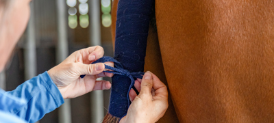 Putting On Tail Bandage