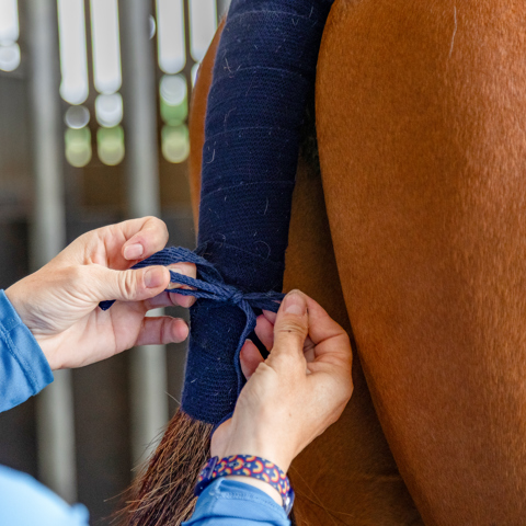 Putting On Tail Bandage