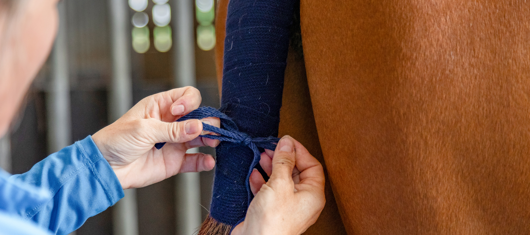 Putting On Tail Bandage