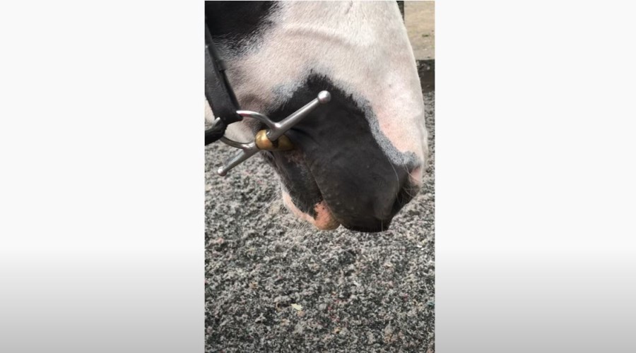 A Blowing Horse Showing Flared Nostrils And Quickened Breathing After Exercise