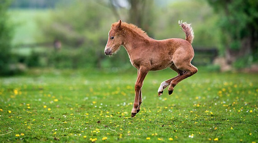 Foal in Field Jumping