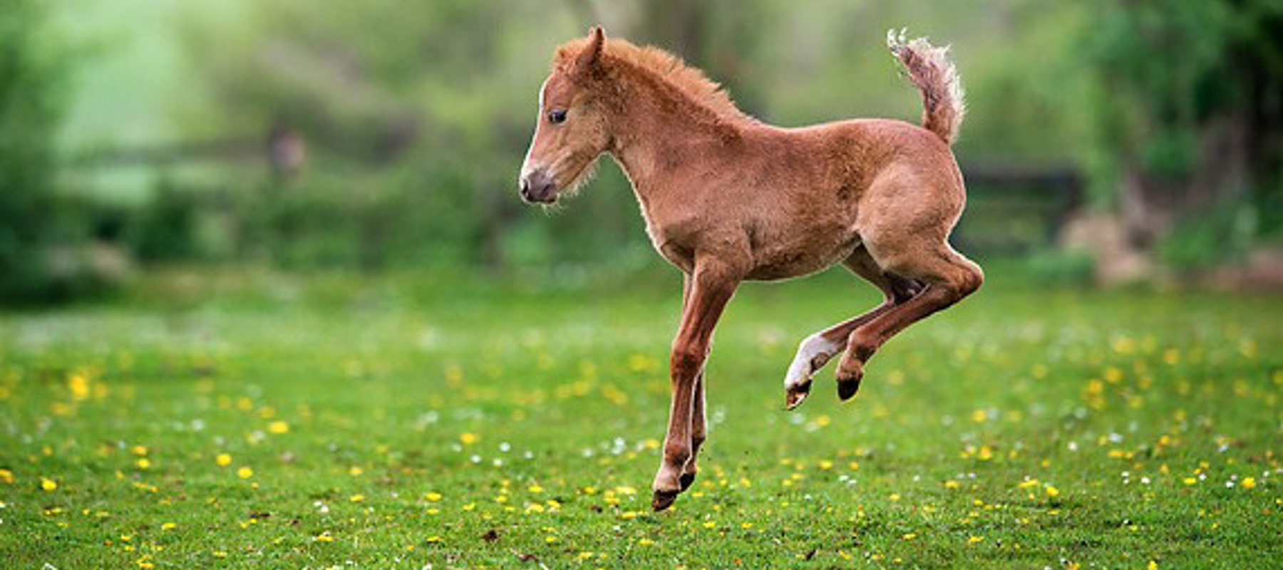 Foal in Field Jumping