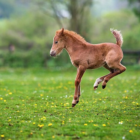 Foal in Field Jumping