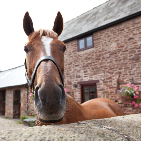 Horse