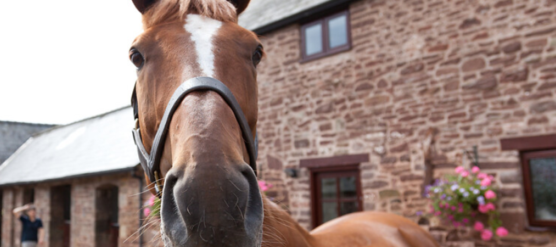 Horse
