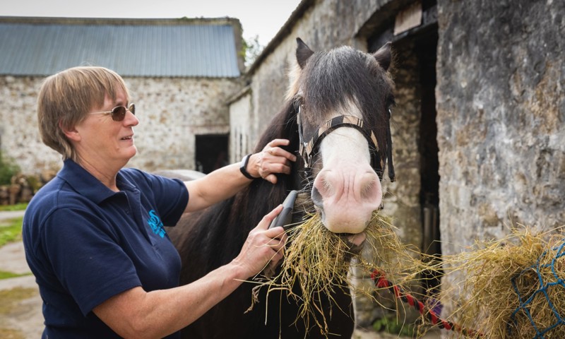 Second Chance rehoming horses project | The British Horse Society