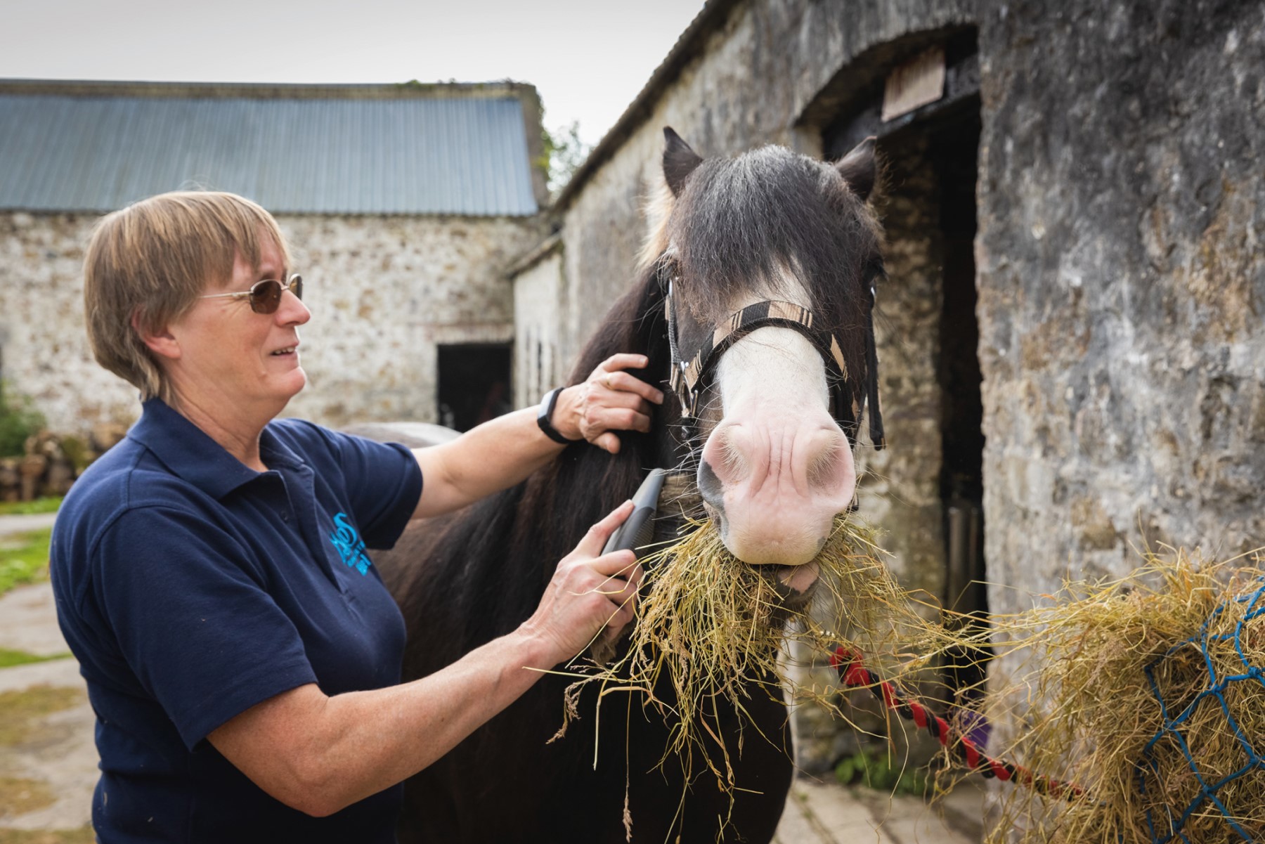 Horse care and welfare helpline | The British Horse Society
