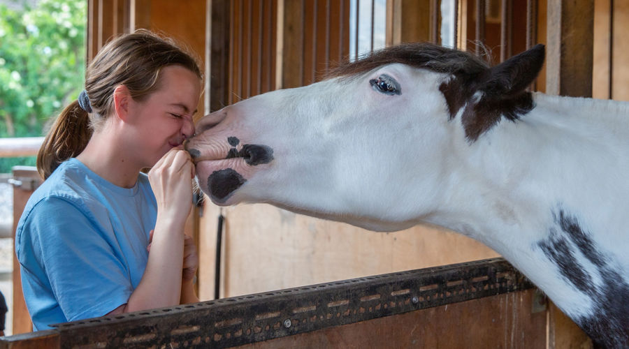 Human Horse