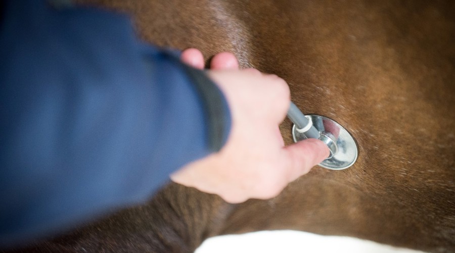 horse vet check