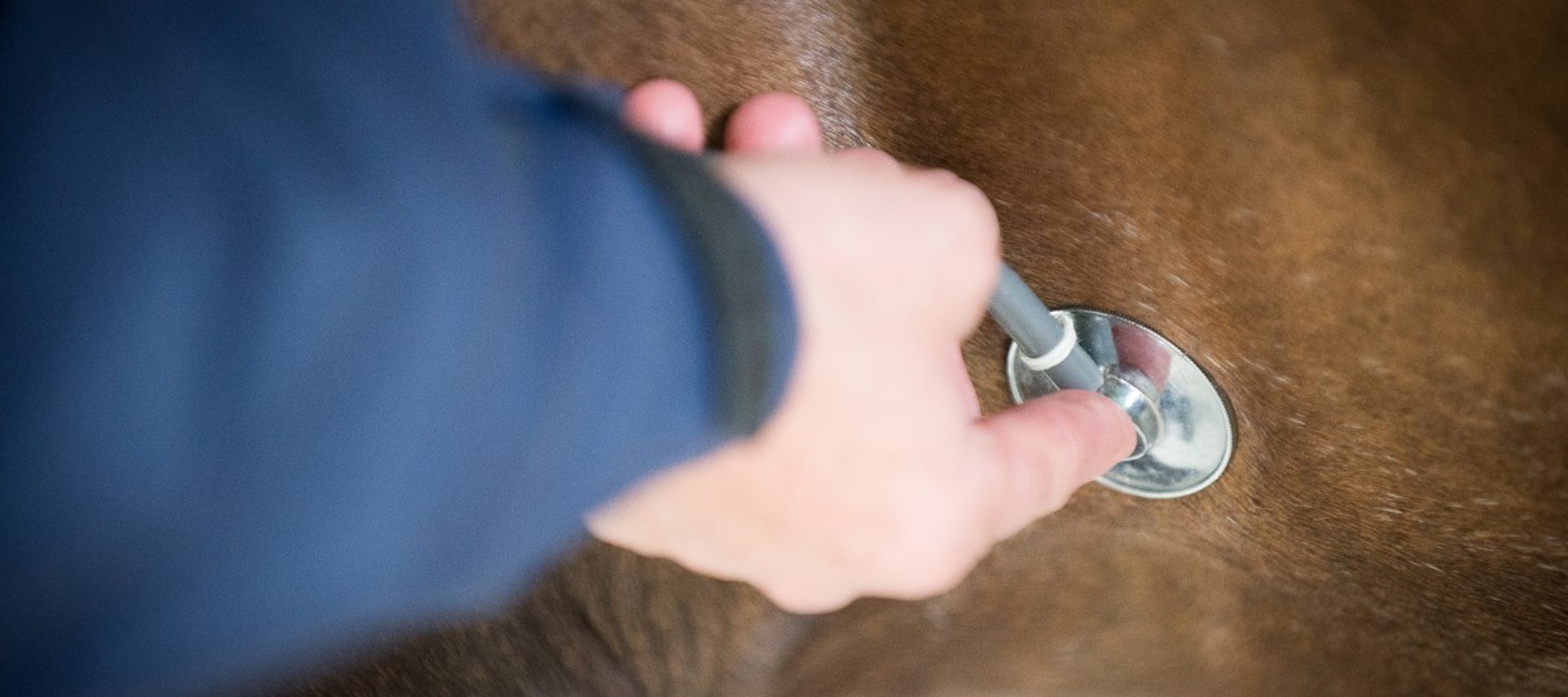 horse vet check