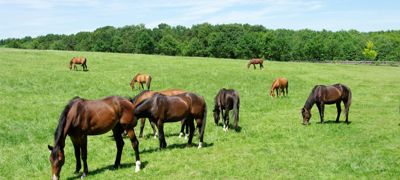 BC1 Herd In A Field