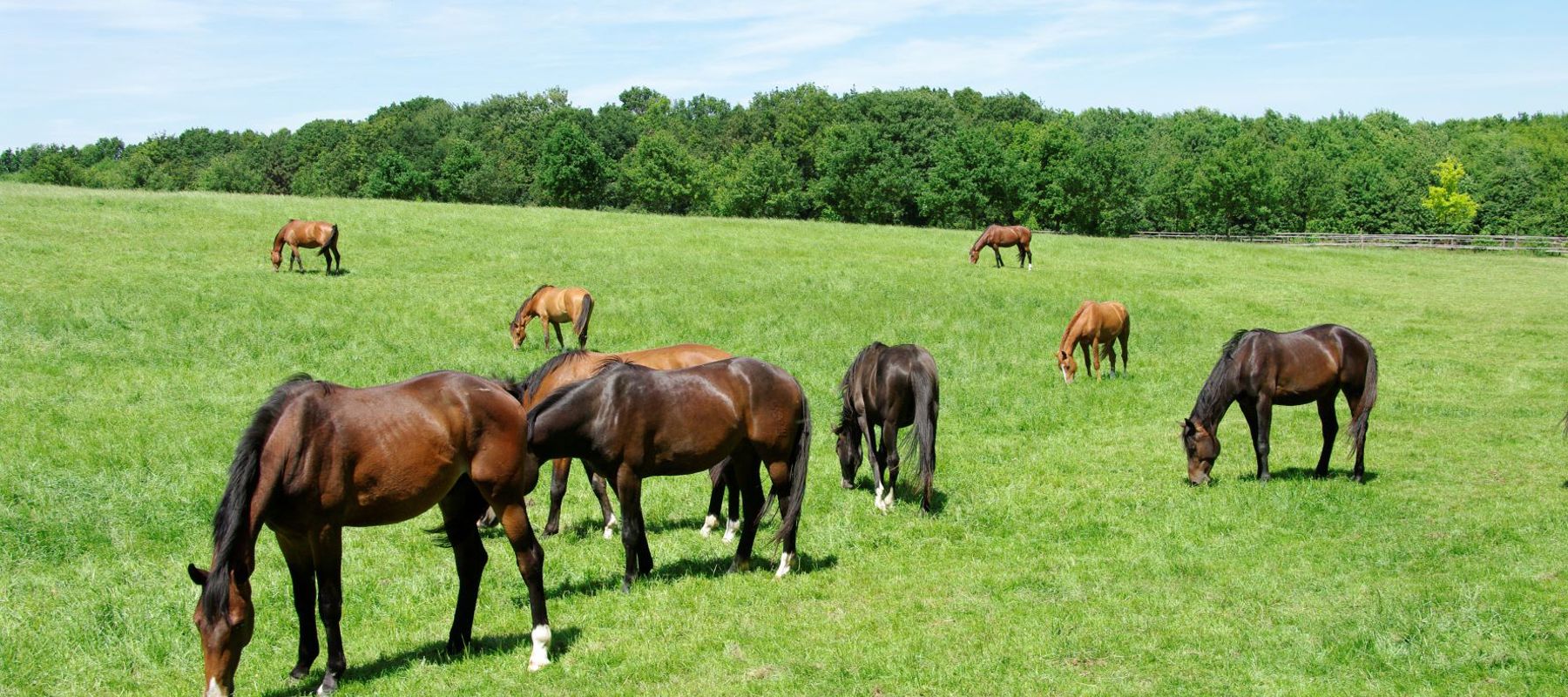 BC1 Herd In A Field