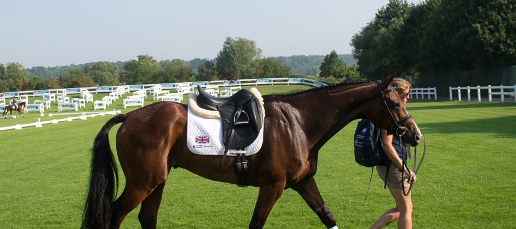 horse longing lunging on the field
