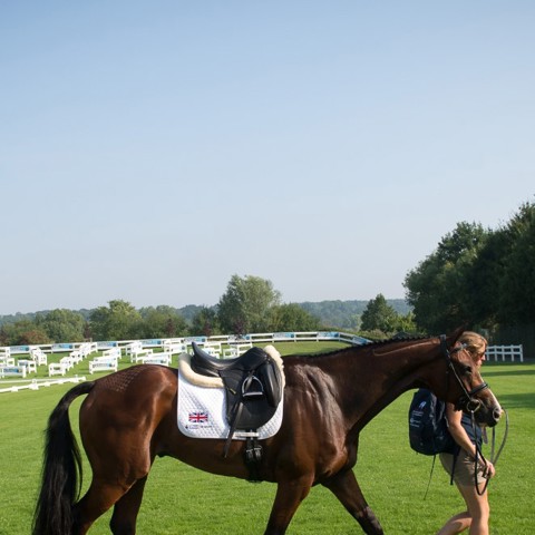 horse longing lunging on the field