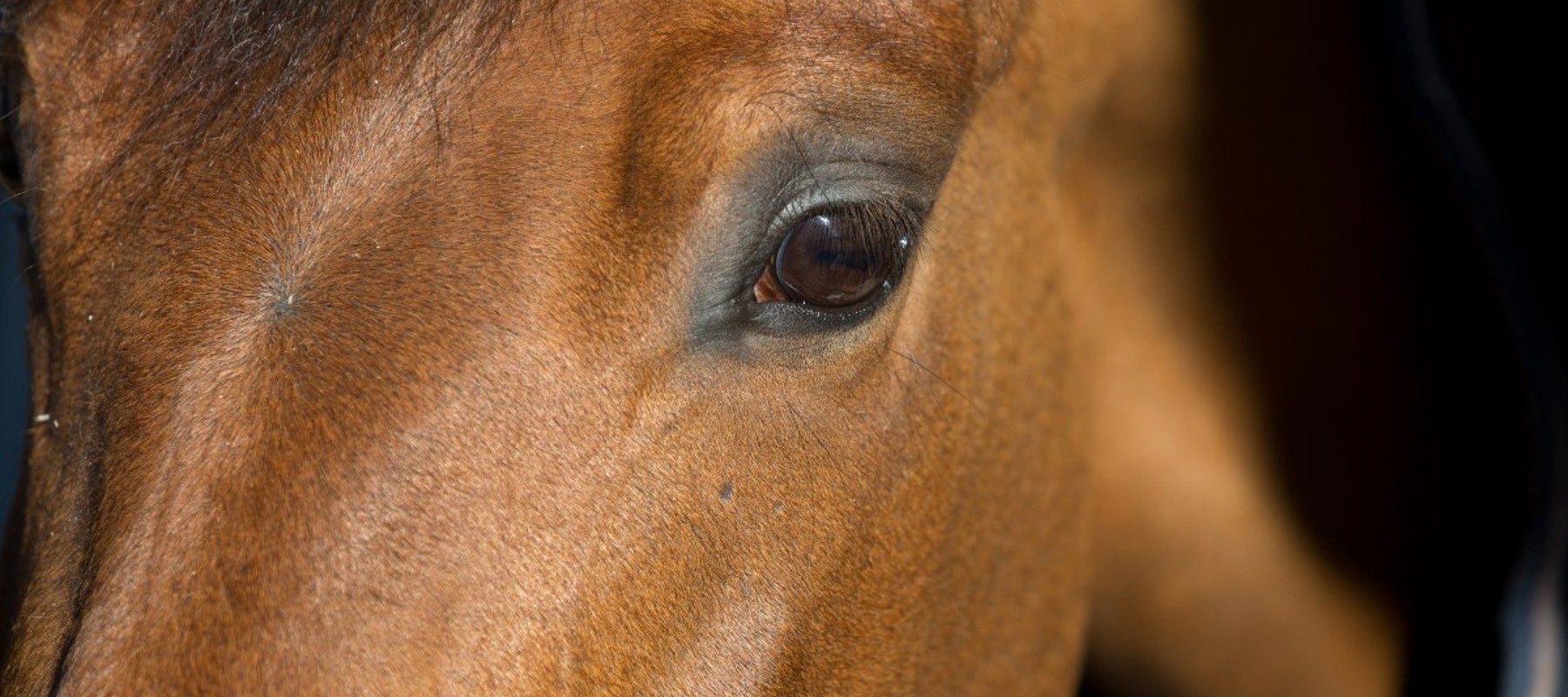 Close Up Of Horse's Face 2