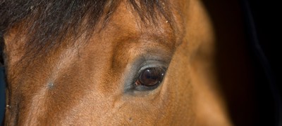 Close Up Of Horse