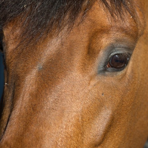 Close Up Of Horse