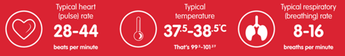A graphic showing the typical heart rate, temperature and breathing rate of horses