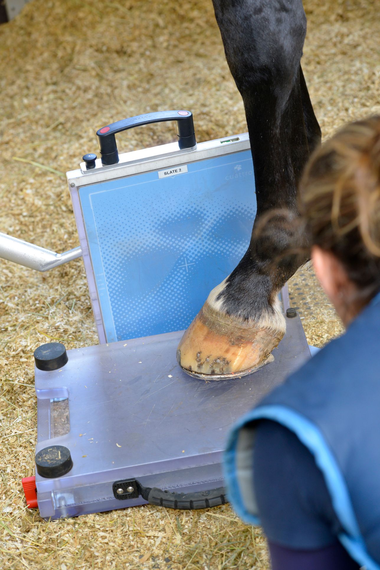 Laminitis In Horses Causes & Treatment The British Horse Society