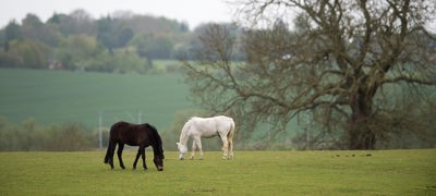 Grazing