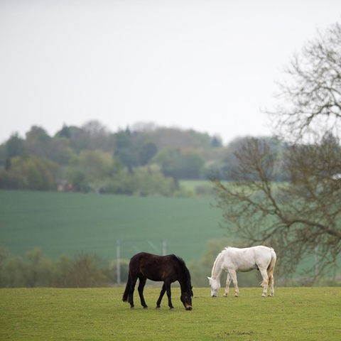 Grazing