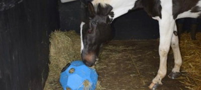 Hayball In Stablec