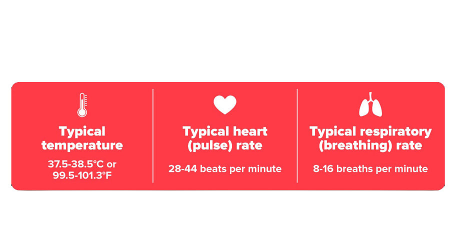 Typical Rates Infographic Transparent Background Copy