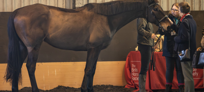 HRH Meeting The Livery Yard Horses