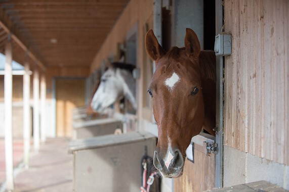 Respiratory Health, Equine Asthma The British Horse Society