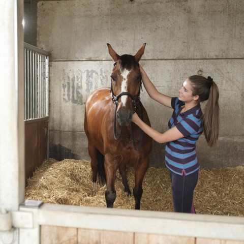 woman caring for the horse