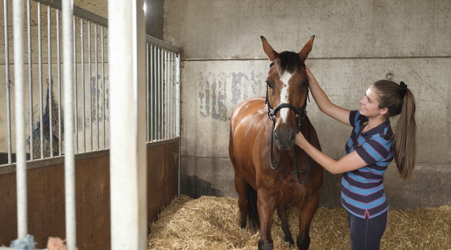 woman caring for the horse
