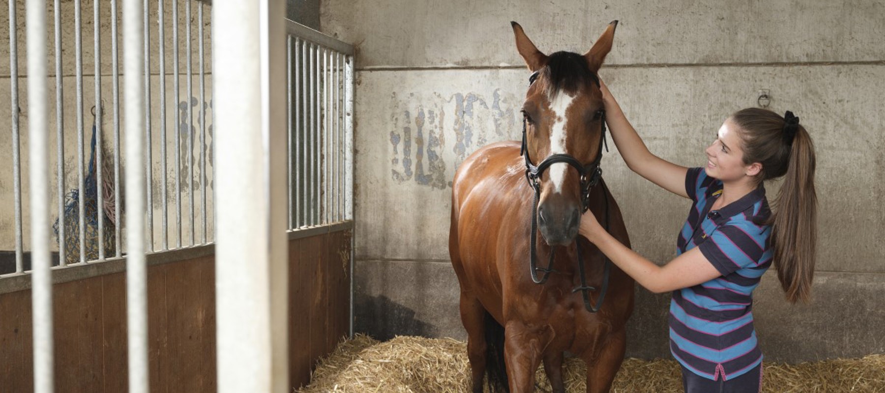 woman caring for the horse