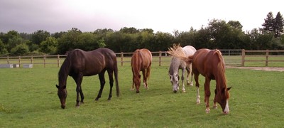 pasture management horses