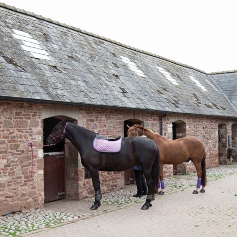 Horses Tied Up