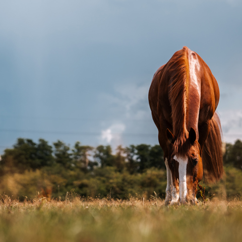 BHS Swallowfield Head On Grazing