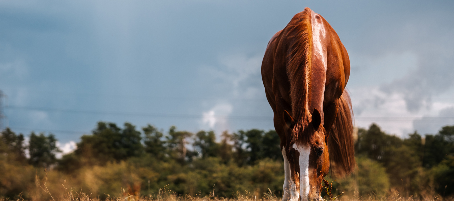BHS Swallowfield Head On Grazing