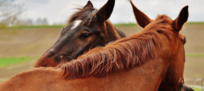 Horses Grooming Free Image Edited