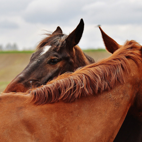 Horses Grooming Free Image Edited